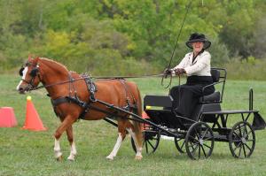 Moss Happy after dressage